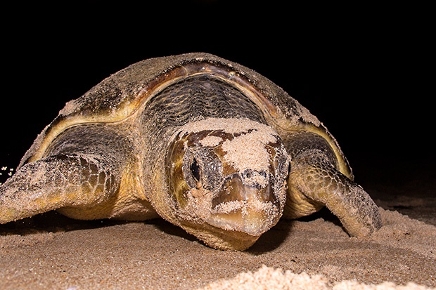 40ª Temporada Reprodutiva das Tartarugas Marinhas